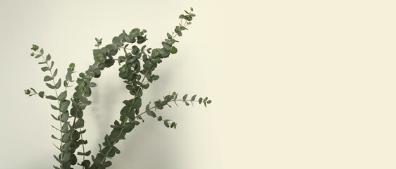 Green leaves eucalyptus branch with reflection on white wall. Light and shadow nature horizontal background.