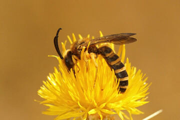 Obraz premium Closeup on a large male great banded furrow-bee, Halictus scabiosae , sitting on a flower of the Yellow starthistle, Centaurea solstitialis