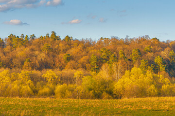 Fototapeta na wymiar autumn landscape with yellow trees