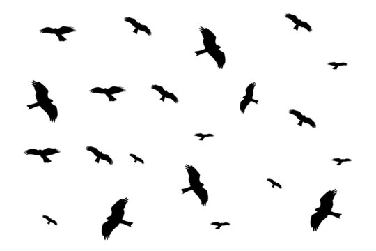 silhouette of falcons flying. falcons silhouette vector.
