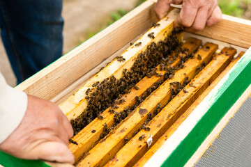 Portrait of an elderly male beekeeper in an apiary near beehives with a frame of honeycombs in the hands