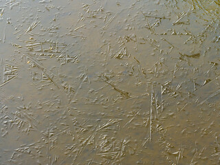 winter sketch, tracery on ice of frozen pond