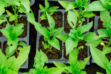 Young pepper seedlings, leaves eaten by pests. If you do not start pest control in time, young plants may die.