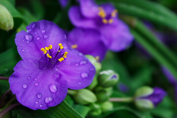 blue-violet flower of tradescantia ogai with drops after rain blooming on a green bush of a plant. Vertical photography	
Gardening, plantations and farms.