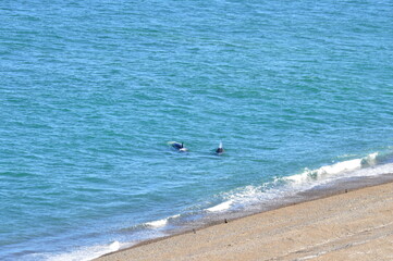 Familia de Orcas en playa Punta Valdés Chubut Argentina