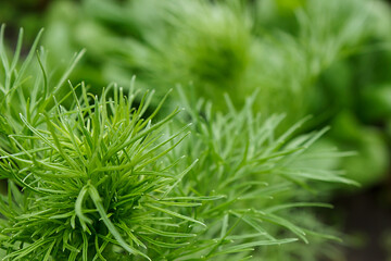 green background with a branch of a plant and a place for text and inscriptions. basis for creativity