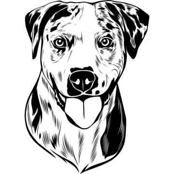 Catahoula Dog Head Potrait Vector on a White Background