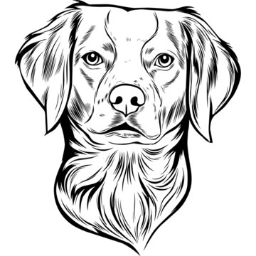 Brittany Spaniel Dog Head Potrait Vector on a White Background