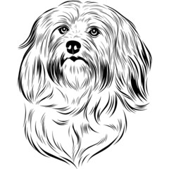 Havanese Dog Head Potrait Vector on a White Background