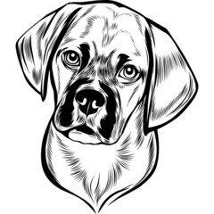 Puggle Dog Head Potrait Vector on a White Background