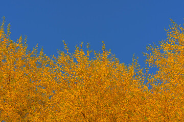 Trees with yellow leaves on the blue sky background