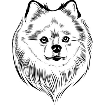 Pomeranian Dog Head Potrait Vector on a White Background