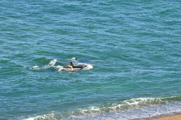 Orcas en la costa, Punta Valdés Chubut Argentina