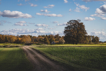 Fototapeta na wymiar country road in Latvia, agricultural field, forest and abandoned house, blue sky, fluffy clouds