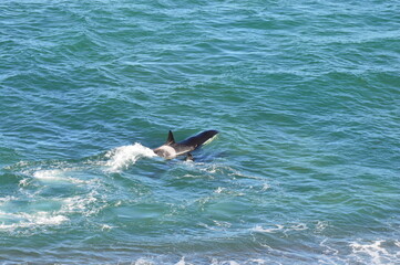Fototapeta premium Orca Punta Valdés Chubut Argentina