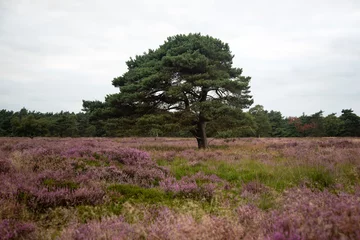 Fototapeten Solitary Pine tree (Pinus sylvestris) on heathfield Groote Zand, Midden-Drenthe, Drenthe, Netherlands © roelmeijer