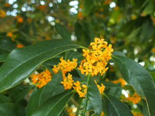 秋の公園に咲く金木犀