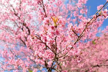Pink Sakura flowers blooming in nature background.