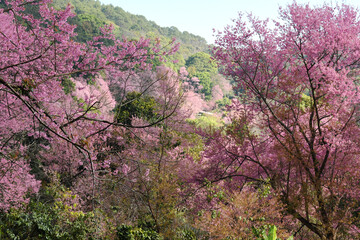 Fototapeta premium Pink Sakura flowers blooming in nature background.
