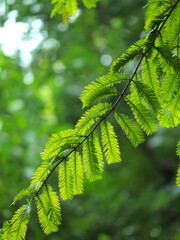 秋の陽に当たるメタセコイアの葉