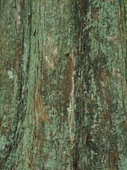 Obraz premium 古木のメタセコイアの幹