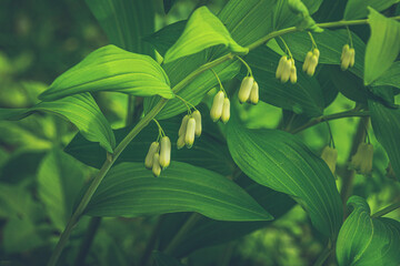 Lily of the valley with green leaves in the morning