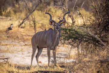 Kudu