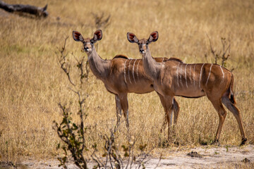 Fototapeta premium Kudu
