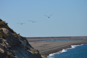 Gaviota Volando, Península valdés reserva provincial, Chubut Argentina