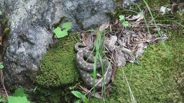 Horned viper (Vipera ammodytes) crawls away after touched with a stick