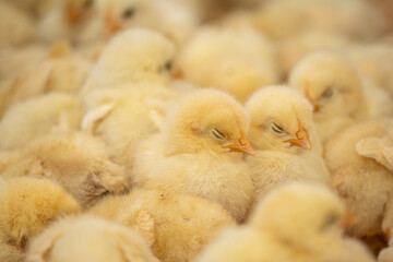 体を寄せ合い暖をとるひよこ © Yogon