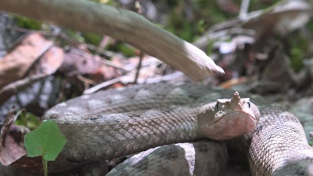 Defensive behavior of horned viper retracting from provocative stick