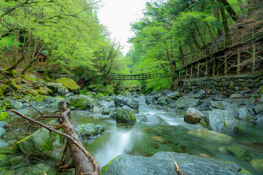 清流と新緑に包まれた徳島の秘境、奥祖谷二重かずら橋