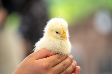 子供の手のひらの上でくつろぐひよこ