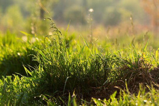 dew on the grassy meadow. green environment closeup. wet outdoor in summer. morning fresh nature background