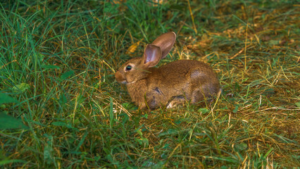 Rabbit hiding in the grass