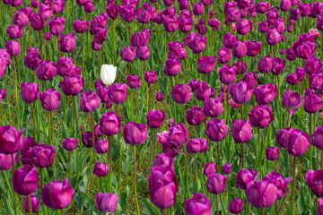 purple tulip flowers bloom in the garden. beautiful floral closeup nature background in summer