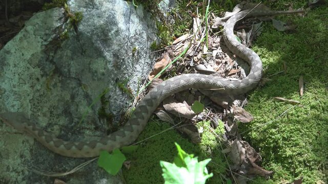 Elegant crawling move of horned viper (Vipera ammodytes)