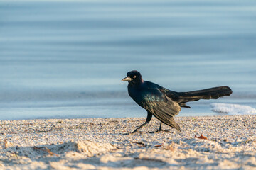 The boat-tailed grackle (Quiscalus major)