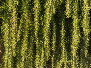 Rosmarinus officinalis, Rosemary, Romero plant pattern  background