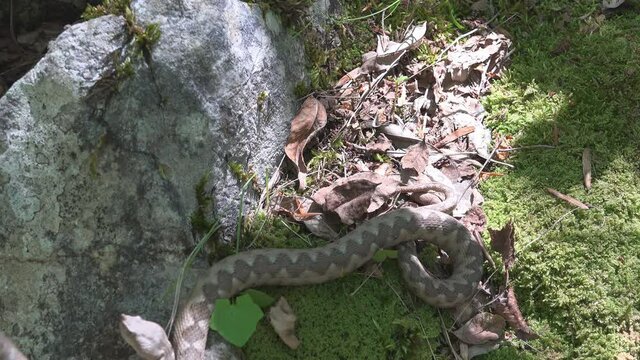Nosed viper trying to escape from human threat