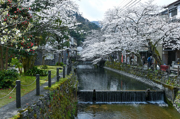 sakura,japan,asia,travel,onsen,river