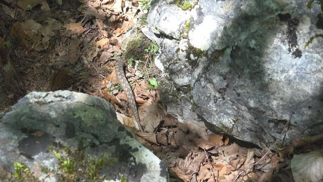 Horned viper (Vipera ammodytes) hiding away under a rock