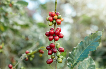 red and green coffee beans on tree organic farming concept.
