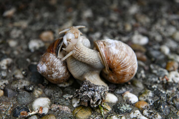 Two Helix pomatia snails mating, land snail