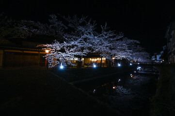 sakura,japan