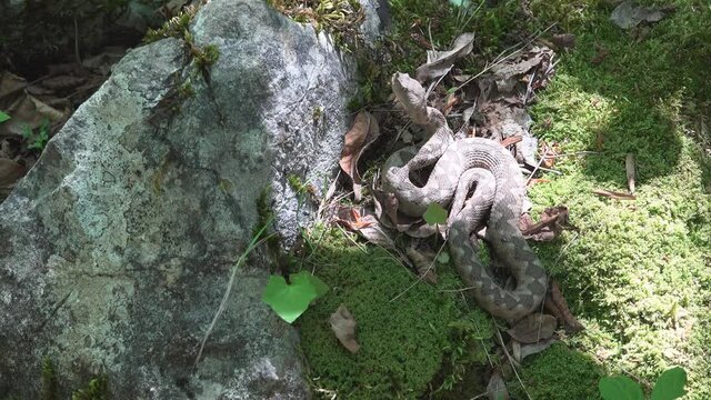 Horned viper warming in a sun spot in the woods