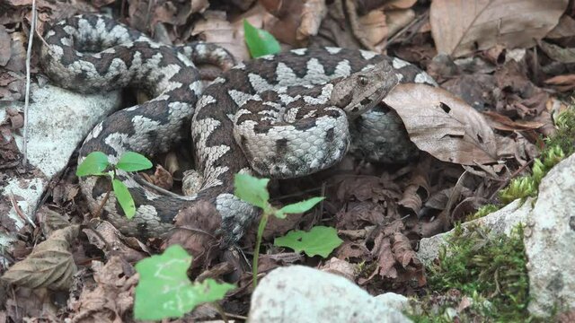 Vipera ammodytes in attack position before striking