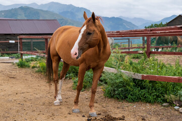 Obraz premium horse in the stable