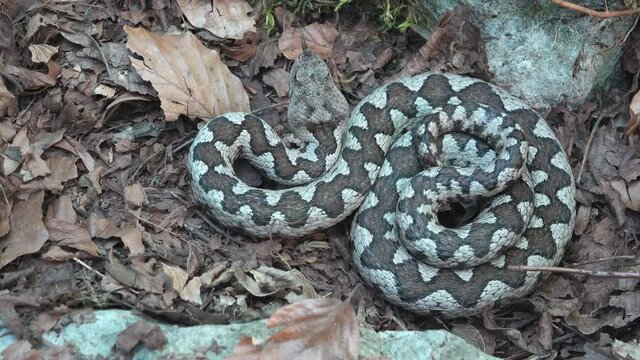 Long nose horned sand viper (Vipera ammodytes) venomous snake coiling in defensive position, before attack striking
